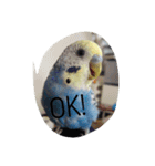 インコ 写真スタンプ ～Pipi～（個別スタンプ：1）