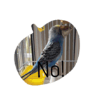 インコ 写真スタンプ ～Pipi～（個別スタンプ：2）