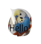 インコ 写真スタンプ ～Pipi～（個別スタンプ：5）