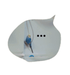 インコ 写真スタンプ ～Pipi～（個別スタンプ：12）