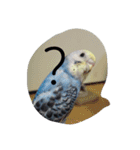 インコ 写真スタンプ ～Pipi～（個別スタンプ：14）
