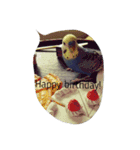 インコ 写真スタンプ ～Pipi～（個別スタンプ：15）