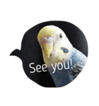 インコ 写真スタンプ ～Pipi～（個別スタンプ：16）