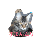 愉快なネコ達（個別スタンプ：1）