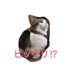 愉快なネコ達（個別スタンプ：3）