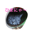 愉快なネコ達（個別スタンプ：8）