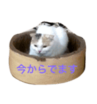 愉快なネコ達（個別スタンプ：9）