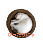 愉快なネコ達（個別スタンプ：10）