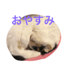 愉快なネコ達（個別スタンプ：12）