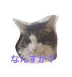 愉快なネコ達（個別スタンプ：15）