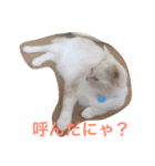 愉快なネコ達（個別スタンプ：16）