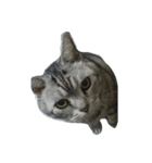 我が家の猫スタ（個別スタンプ：1）