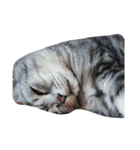 我が家の猫スタ（個別スタンプ：2）