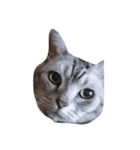 我が家の猫スタ（個別スタンプ：3）