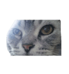 我が家の猫スタ（個別スタンプ：5）