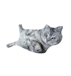 我が家の猫スタ（個別スタンプ：7）