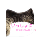 ネコスタンプです（個別スタンプ：1）