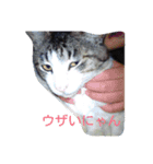 ネコスタンプです（個別スタンプ：2）