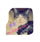 ネコスタンプです（個別スタンプ：7）