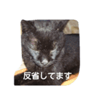 ネコスタンプです（個別スタンプ：11）