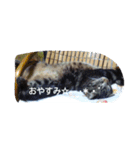 ネコスタンプです（個別スタンプ：14）