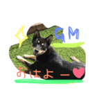黒豆柴ゆずの日常生活（個別スタンプ：1）
