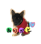 黒豆柴ゆずの日常生活（個別スタンプ：3）