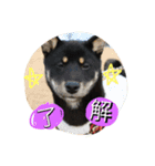黒豆柴ゆずの日常生活（個別スタンプ：5）