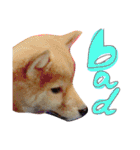 柴犬めりのたぶん結構使えるスタンプ（個別スタンプ：2）