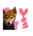 柴犬めりのたぶん結構使えるスタンプ（個別スタンプ：3）