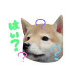 柴犬めりのたぶん結構使えるスタンプ（個別スタンプ：5）