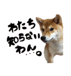柴犬めりのたぶん結構使えるスタンプ（個別スタンプ：6）
