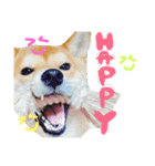 柴犬めりのたぶん結構使えるスタンプ（個別スタンプ：7）