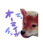 柴犬めりのたぶん結構使えるスタンプ（個別スタンプ：8）