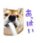 柴犬めりのたぶん結構使えるスタンプ（個別スタンプ：10）