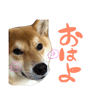 柴犬めりのたぶん結構使えるスタンプ（個別スタンプ：11）
