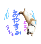 柴犬めりのたぶん結構使えるスタンプ（個別スタンプ：12）