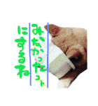 柴犬めりのたぶん結構使えるスタンプ（個別スタンプ：13）