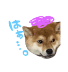 柴犬めりのたぶん結構使えるスタンプ（個別スタンプ：14）