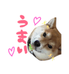 柴犬めりのたぶん結構使えるスタンプ（個別スタンプ：15）