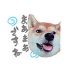 柴犬めりのたぶん結構使えるスタンプ（個別スタンプ：16）