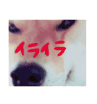 柴犬めりのたぶん結構使えるスタンプ（個別スタンプ：17）