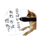 柴犬めりのたぶん結構使えるスタンプ（個別スタンプ：18）