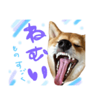 柴犬めりのたぶん結構使えるスタンプ（個別スタンプ：19）