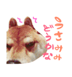 柴犬めりのたぶん結構使えるスタンプ（個別スタンプ：21）