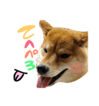 柴犬めりのたぶん結構使えるスタンプ（個別スタンプ：22）