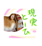 柴犬めりのたぶん結構使えるスタンプ（個別スタンプ：23）