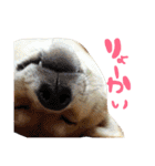 柴犬めりのたぶん結構使えるスタンプ（個別スタンプ：24）