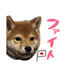 柴犬めりのたぶん結構使えるスタンプ（個別スタンプ：25）