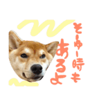柴犬めりのたぶん結構使えるスタンプ（個別スタンプ：26）